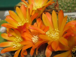 Zbliżenie na pomarańczowe kwiaty kaktusa © Kumulugma