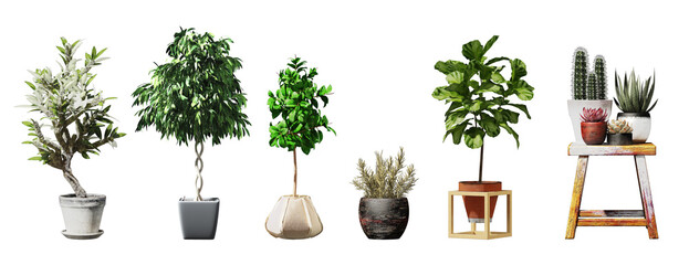 Plant set in vase isolated on white background.3d rendering with PNG File