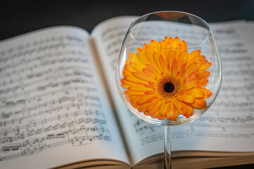 Orange Gerbera Daisy in a wine glass on a grand piano  with sheet music. 