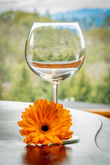 Orange Gerbera Daisy in a wine glass on a grand piano  with sheet music. 