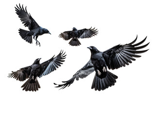 Obraz premium a group of black birds flying