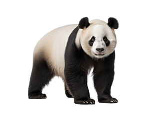 a panda bear standing on a white background