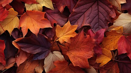 Fototapeta premium orange leaf grape background