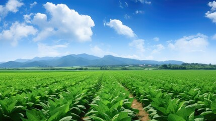 plants leaf crop farm