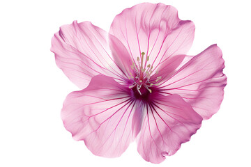 small pink flower isolated on transparent background