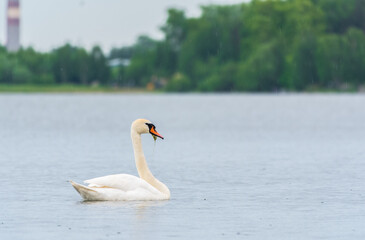 Graceful white Swan swimming in the lake, swans in the wild. Portrait of a white swan swimming on a lake.