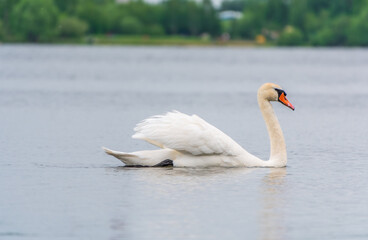 Graceful white Swan swimming in the lake, swans in the wild. Portrait of a white swan swimming on a lake.