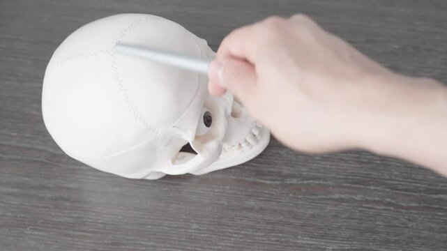 Anatomy Class: Demonstrating on a 3D Skull: Hands of a teacher or student using a pen to illustrate cranial sutures and facial bones on a 3D plastic skull during an anatomy class