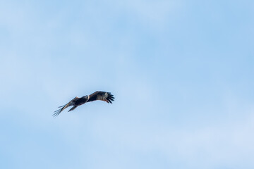 The bird of prey Black Kite flying in blue Sky