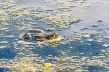 A large green frog sits in the marsh.