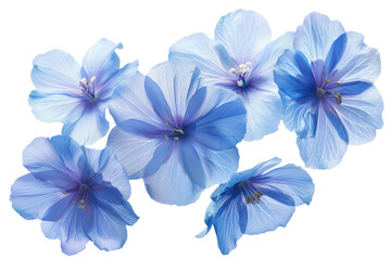 spring blue flowers isolated on transparent background