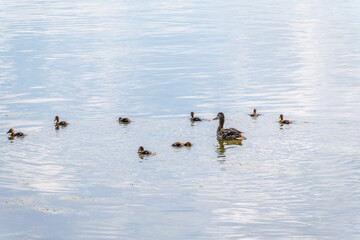 A family of ducks, a duck and its little ducklings are swimming in the water. The duck takes care of its newborn ducklings. Mallard, lat. Anas platyrhynchos