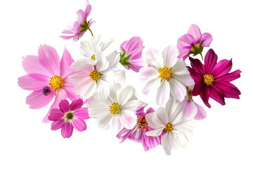 spring flowers isolated on transparent background