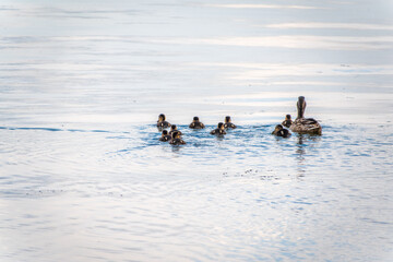 A family of ducks, a duck and its little ducklings are swimming in the water. The duck takes care of its newborn ducklings. Mallard, lat. Anas platyrhynchos