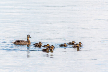 A family of ducks, a duck and its little ducklings are swimming in the water. The duck takes care of its newborn ducklings. Mallard, lat. Anas platyrhynchos