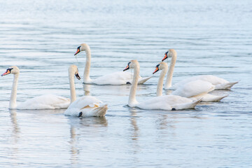Graceful white Swans swimming in the lake, swans in the wild