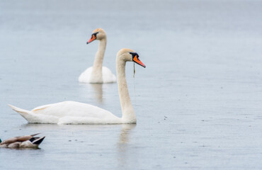 Fototapeta premium Two Graceful white Swans swimming in the lake, swans in the wild