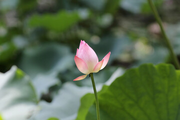 opening pink lotus in hot summer in rain in hong kong university of lily pond