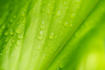 Nature of green leaf with raindrop in garden at summer. Natural green leaves plants using as spring background cover page greenery environment ecology lime green wallpaper