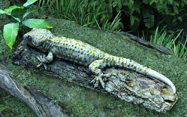 3d illustration of Tokay gecko climbing tree. A baby tokay gecko is climbing on a tree.