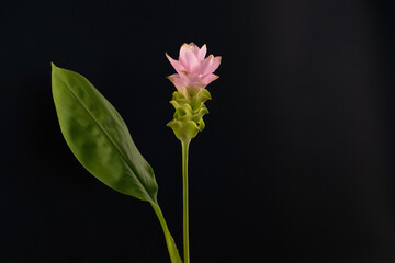 Blooming Siam Tulip flower isolated on black background.