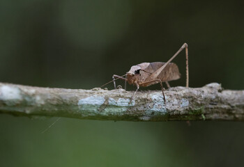 This type of insect was found in a forest in Thailand at Ban Krang Camp. Kaeng Krachan National Park It has an external appearance that is very leaf-like.