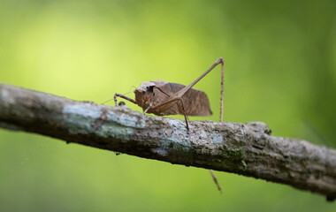 This type of insect was found in a forest in Thailand at Ban Krang Camp. Kaeng Krachan National Park It has an external appearance that is very leaf-like.