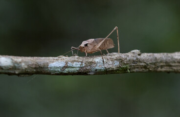 This type of insect was found in a forest in Thailand at Ban Krang Camp. Kaeng Krachan National Park It has an external appearance that is very leaf-like.