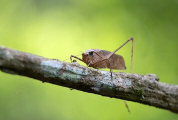 This type of insect was found in a forest in Thailand at Ban Krang Camp. Kaeng Krachan National Park It has an external appearance that is very leaf-like.