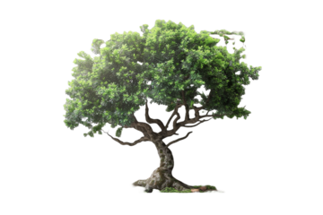 tree with wooden frame isolated on transparent background