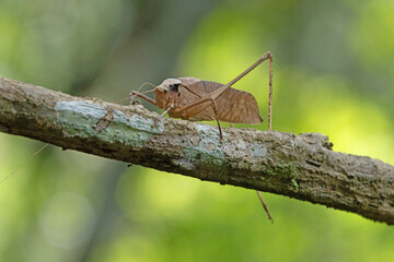 This type of insect was found in a forest in Thailand at Ban Krang Camp. Kaeng Krachan National Park It has an external appearance that is very leaf-like.