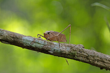This type of insect was found in a forest in Thailand at Ban Krang Camp. Kaeng Krachan National Park It has an external appearance that is very leaf-like.