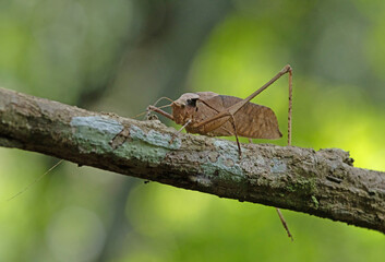 This type of insect was found in a forest in Thailand at Ban Krang Camp. Kaeng Krachan National Park It has an external appearance that is very leaf-like.