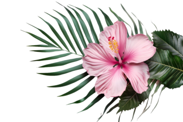 triangle snack isolated on transparent background