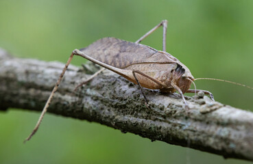 This type of insect was found in a forest in Thailand at Ban Krang Camp. Kaeng Krachan National Park It has an external appearance that is very leaf-like.
