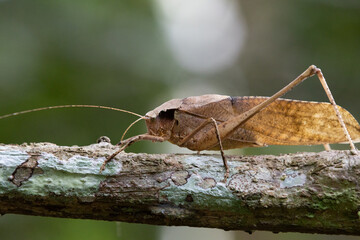 This type of insect was found in a forest in Thailand at Ban Krang Camp. Kaeng Krachan National Park It has an external appearance that is very leaf-like.