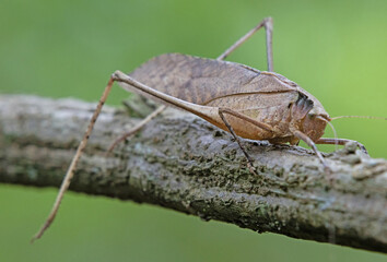This type of insect was found in a forest in Thailand at Ban Krang Camp. Kaeng Krachan National Park It has an external appearance that is very leaf-like.