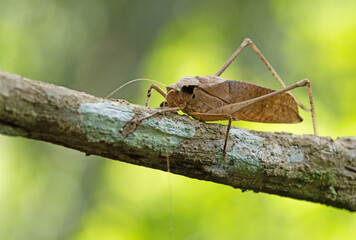 This type of insect was found in a forest in Thailand at Ban Krang Camp. Kaeng Krachan National Park It has an external appearance that is very leaf-like.