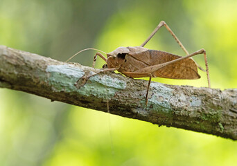 This type of insect was found in a forest in Thailand at Ban Krang Camp. Kaeng Krachan National Park It has an external appearance that is very leaf-like.