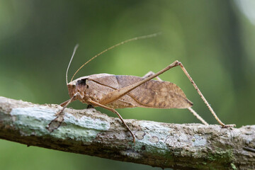 This type of insect was found in a forest in Thailand at Ban Krang Camp. Kaeng Krachan National Park It has an external appearance that is very leaf-like.