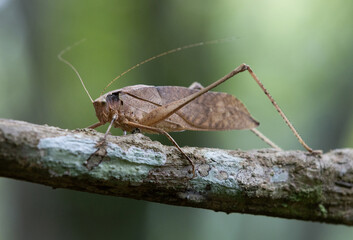 This type of insect was found in a forest in Thailand at Ban Krang Camp. Kaeng Krachan National Park It has an external appearance that is very leaf-like.