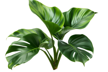 tropical green leaves isolated on transparent background
