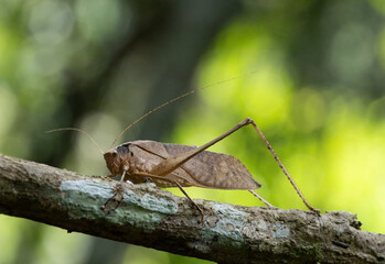 This type of insect was found in a forest in Thailand at Ban Krang Camp. Kaeng Krachan National Park It has an external appearance that is very leaf-like.