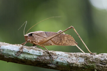 This type of insect was found in a forest in Thailand at Ban Krang Camp. Kaeng Krachan National Park It has an external appearance that is very leaf-like.