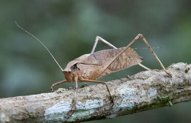 This type of insect was found in a forest in Thailand at Ban Krang Camp. Kaeng Krachan National Park It has an external appearance that is very leaf-like.