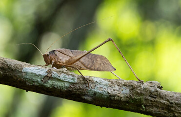This type of insect was found in a forest in Thailand at Ban Krang Camp. Kaeng Krachan National Park It has an external appearance that is very leaf-like.