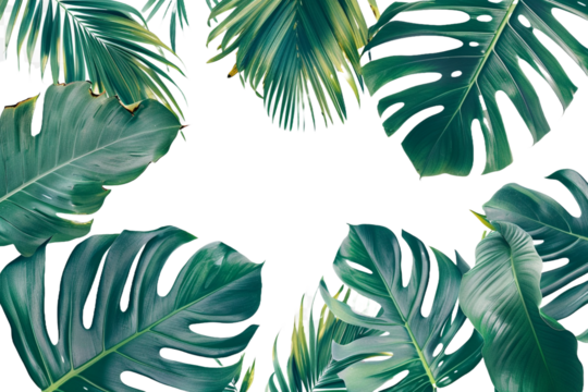 tropical leaves isolated on transparent background