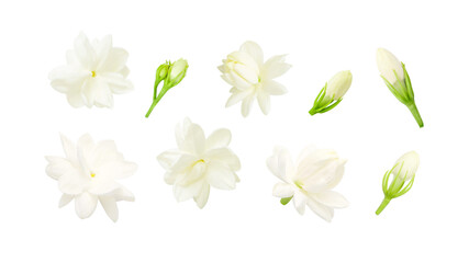 Group Jasmine flower Blooming  isolated on white background , clipping path.