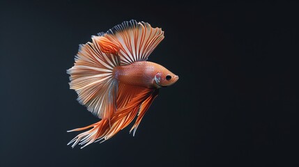 Fototapeta premium Rhythmic of Betta fish. siamese fighting fish betta splendens (Halfmoon red dragon betta ).isolated on black background.