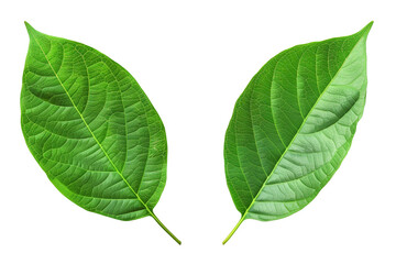 Fototapeta premium two green leaf isolated on transparent background